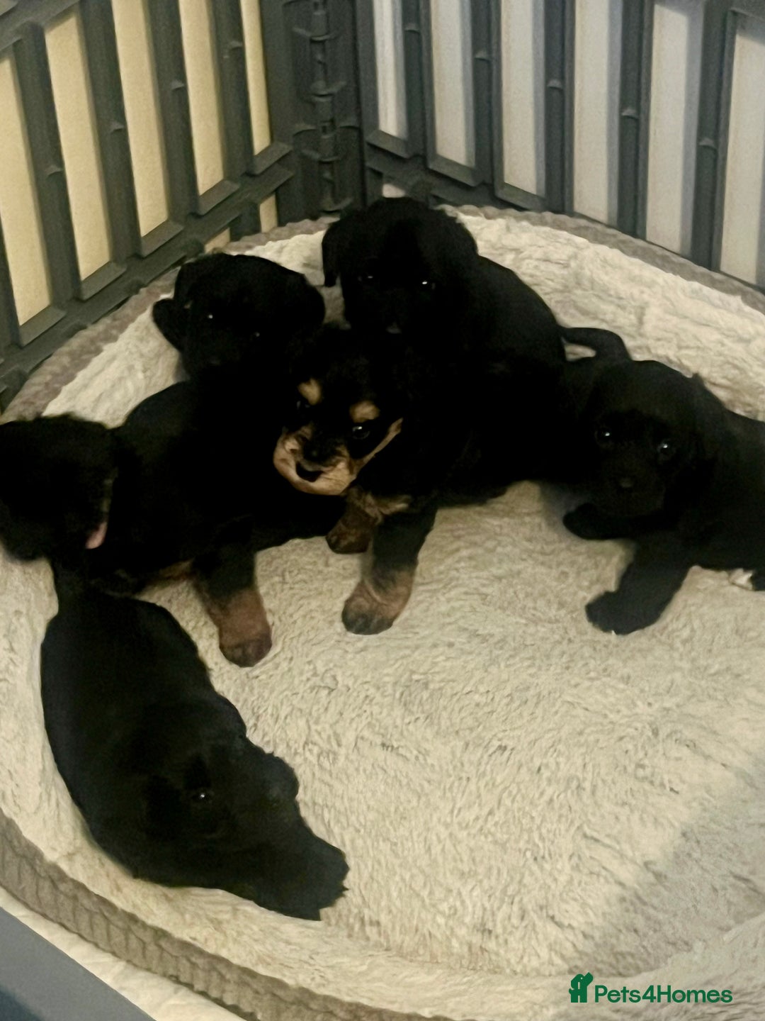 Miniature Schnauzer dogs for sale: 🐾🤎🐶Cavaschnauzer-Pups🐶🤎🐾 - Image 8