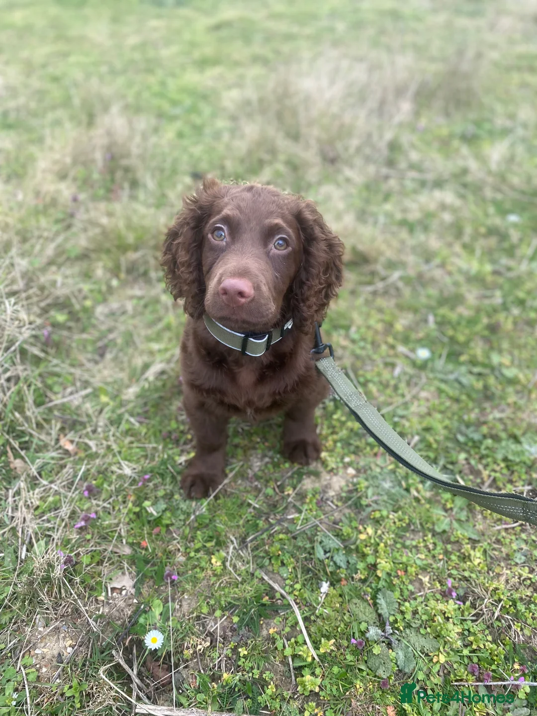 Cocker Spaniel dogs for sale: Working cocker spaniel  in Chelmsford - Advert 2
