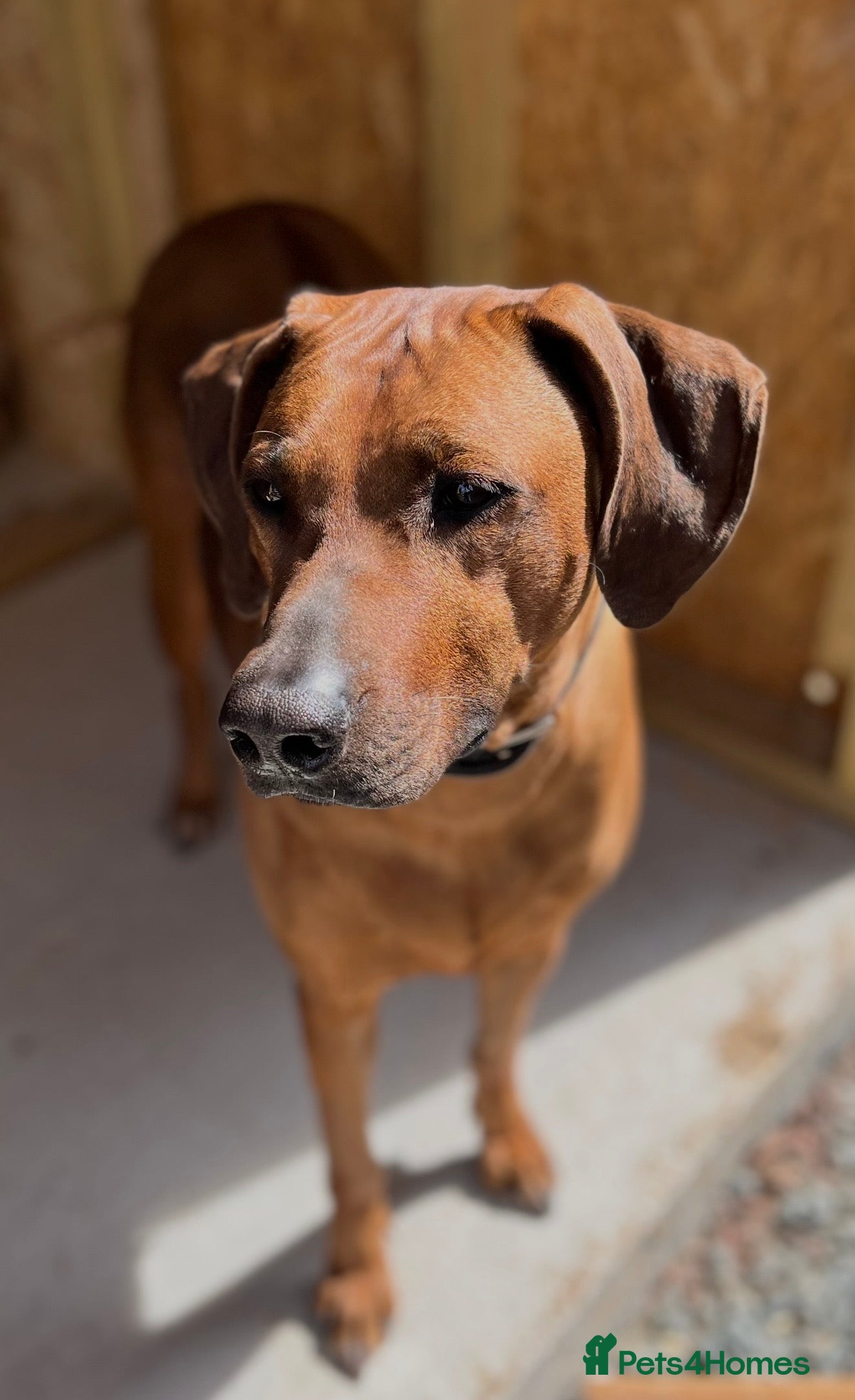 Rhodesian Ridgeback dogs Rhodesian Ridgeback Puppies For Sale - Advert 1