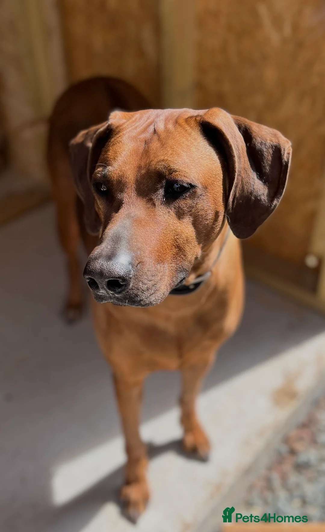 Rhodesian Ridgeback dogs for sale: Rhodesian Ridgeback Puppies For Sale - Advert 1