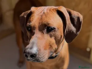 Rhodesian Ridgeback dogs Rhodesian Ridgeback Puppies For Sale - Advert 1