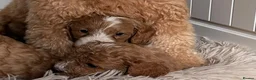 Cavapoo dogs for sale: F1 Cavapoo puppies-extensively health tested  - Advert 6