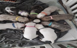 American Bulldog dogs for sale: 4 gorgous pups - Image 1