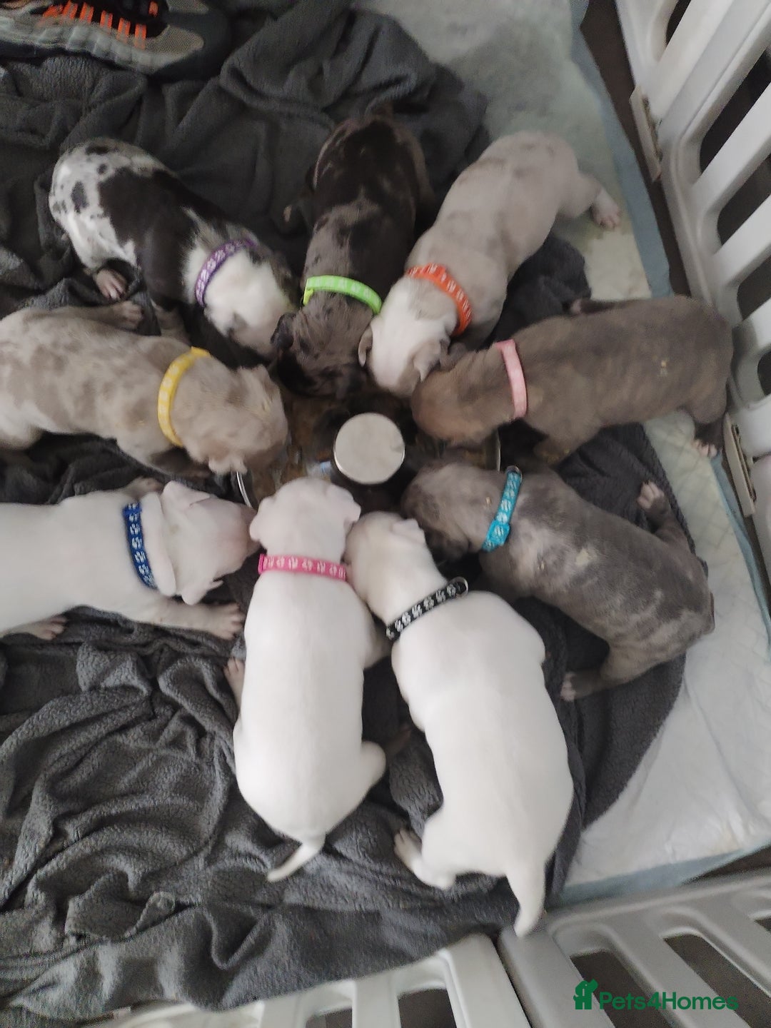 American Bulldog dogs for sale: 4 gorgous pups - Image 1