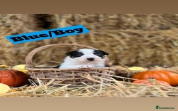 Border Collie dogs for sale: Beautiful cheeky border collies for sale - Image 8