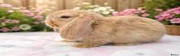 Mini Lop rabbits for sale: A beautiful selection of baby buns - Advert 2
