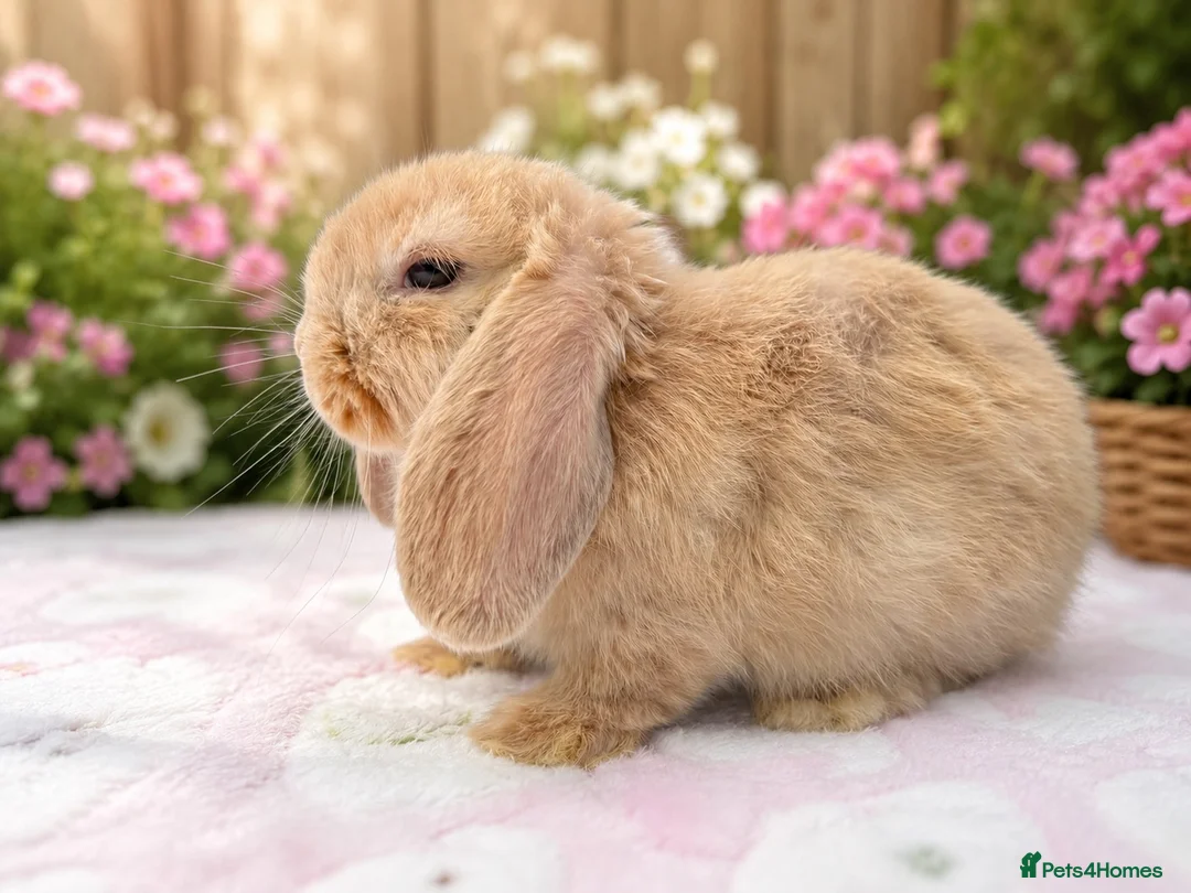 Mini Lop rabbits for sale: A beautiful selection of baby buns - Advert 2