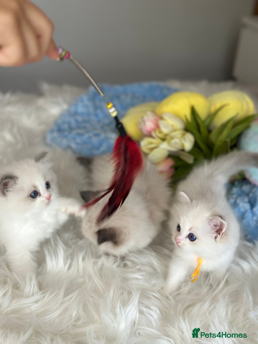 Ragdoll cats for sale: Beautiful pedigree kittens, show quality 💎❤️💎 - Image 8