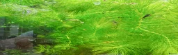 Platies fish for sale: small Platy, Guppy,shrimps &Bristlenose Pleco  - Advert 22