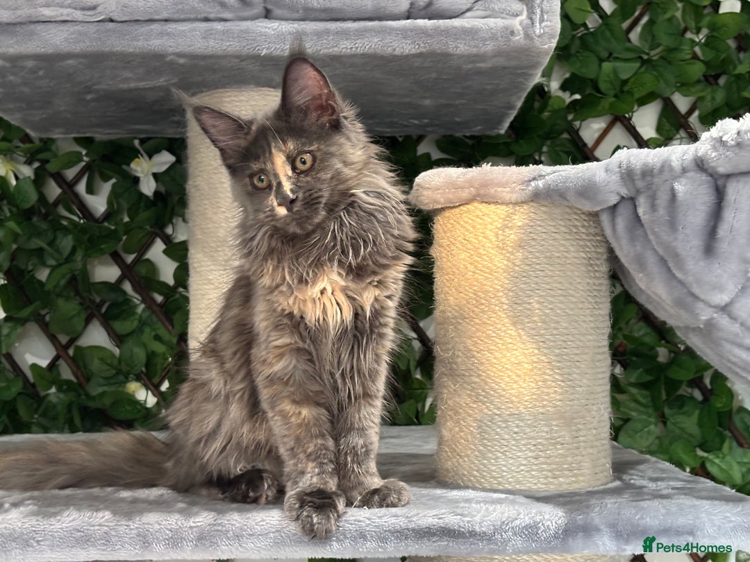 Maine Coon cats for sale: Tica Stunning Kittens  - Image 25