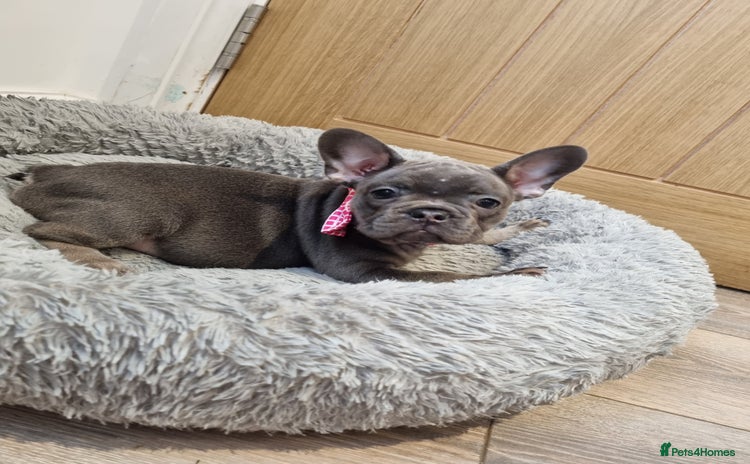 French Bulldog dogs - Advert 1