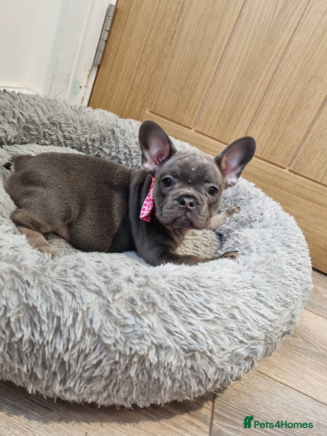 French Bulldog dogs for sale: Quality french bulldogs available to leave 🐾 - Image 2