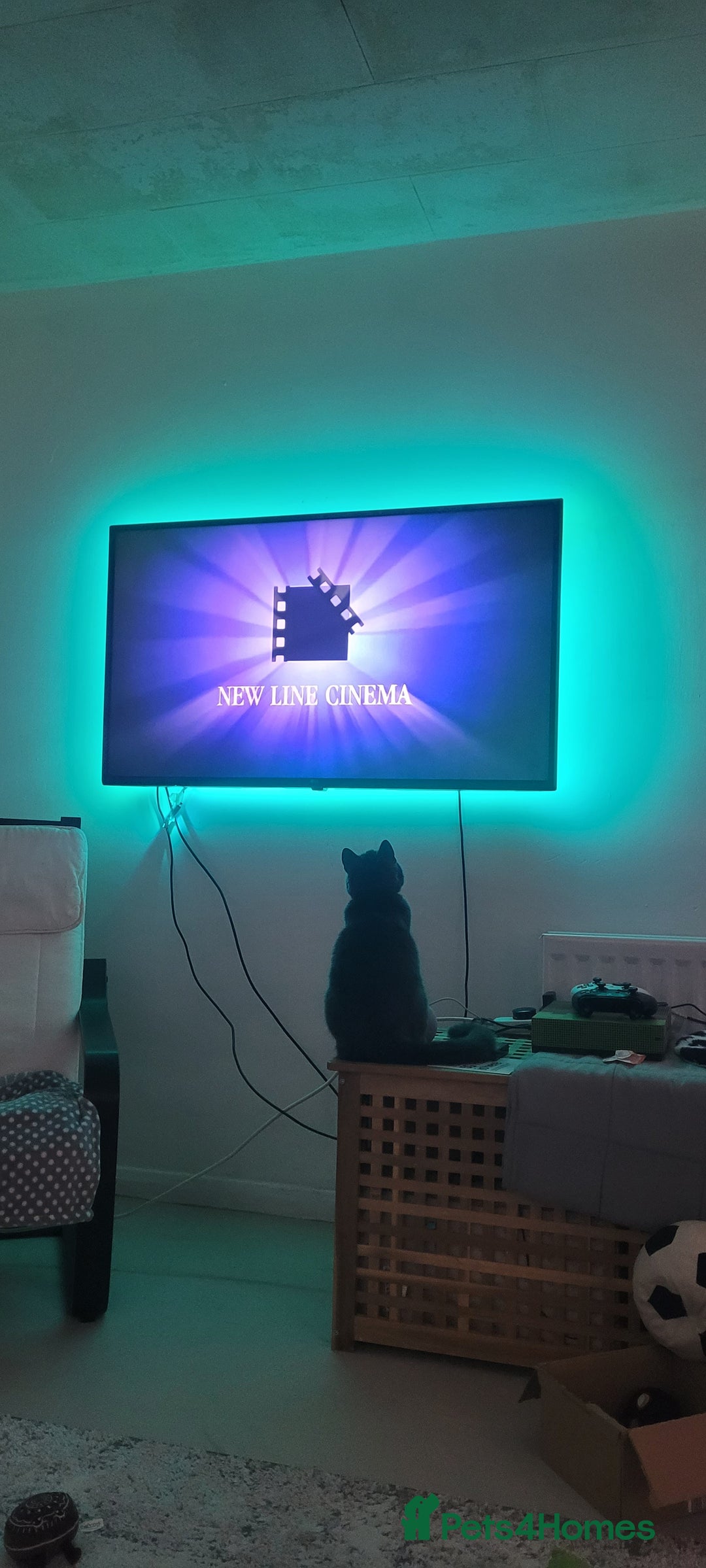 Chartreux cats for sale: Beautiful grey needs a quiet home - Advert 2