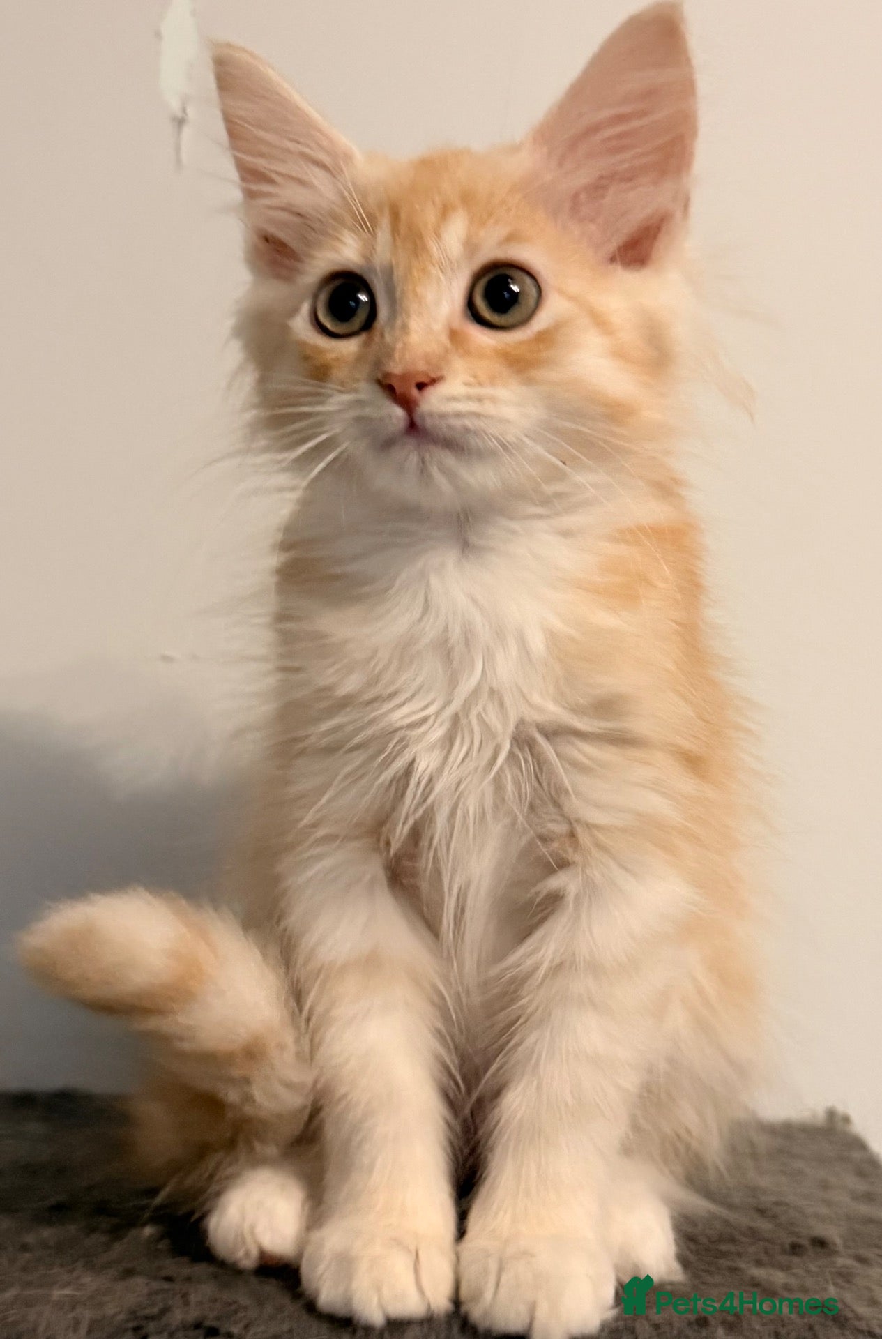 Siberian cats NEW LITTERS imported lines Siberian kittens - Advert 1