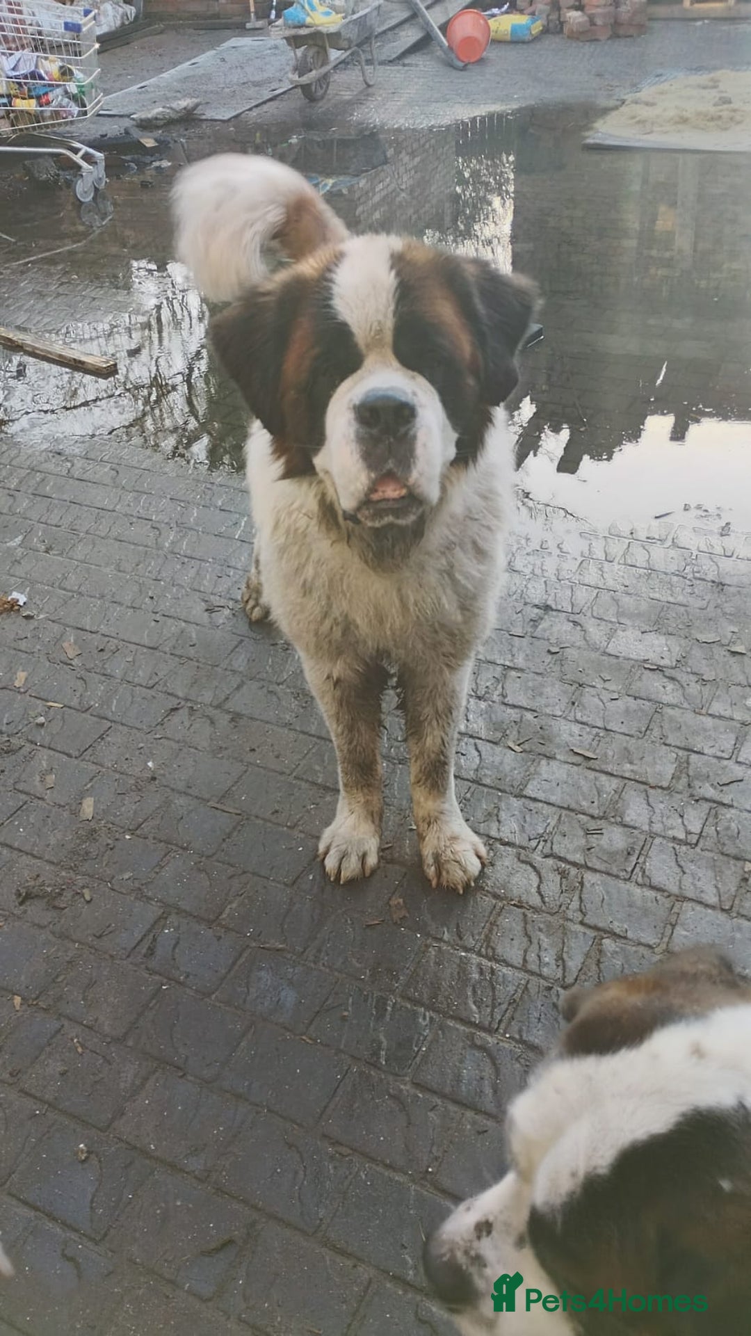 Saint Bernard dogs for sale: Saint Bernard - Advert 2