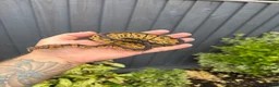 Python Snake reptiles for sale: Clown, hypo, hets, various morphs available  - Advert 15