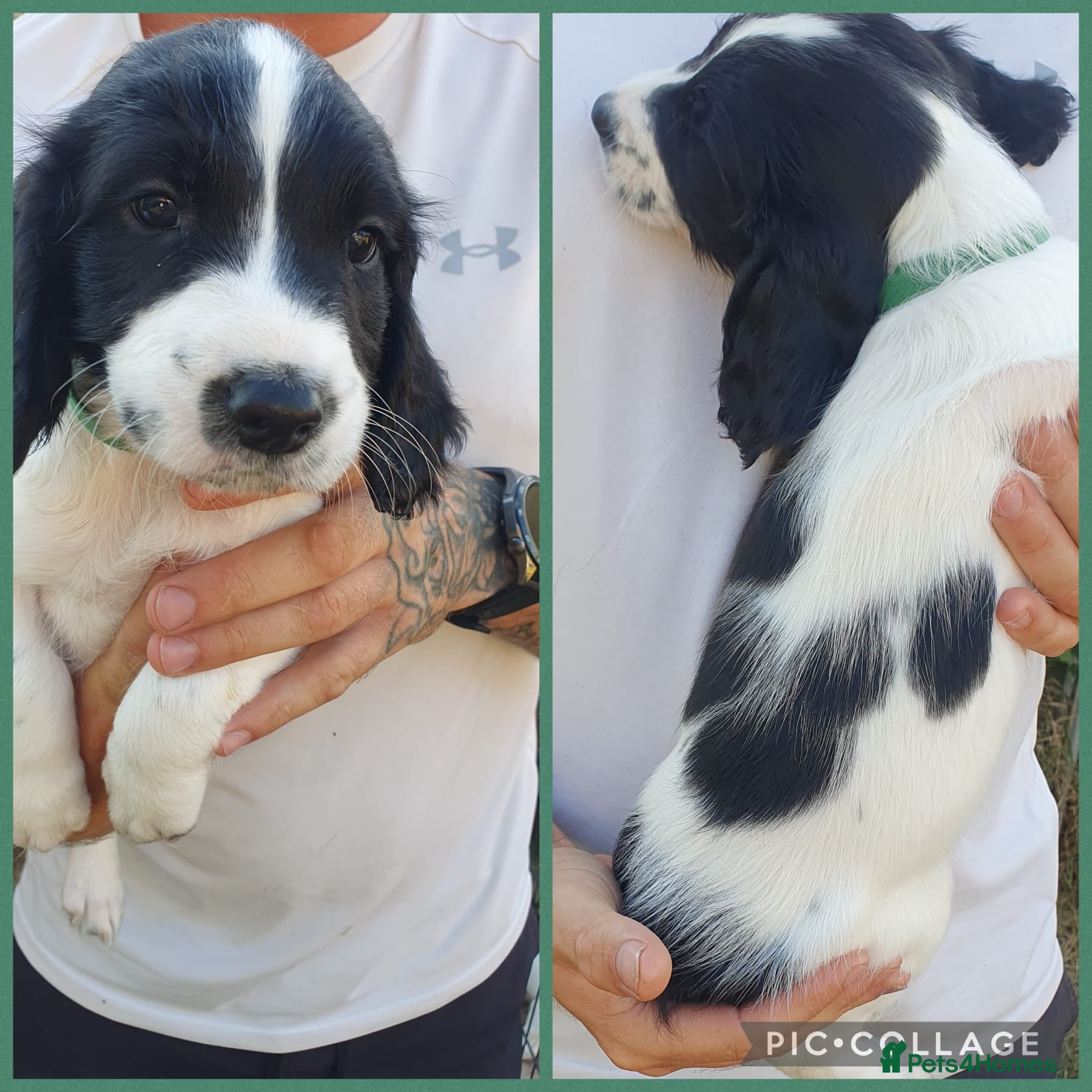 English Springer Spaniel dogs springer springer pups - Advert 2