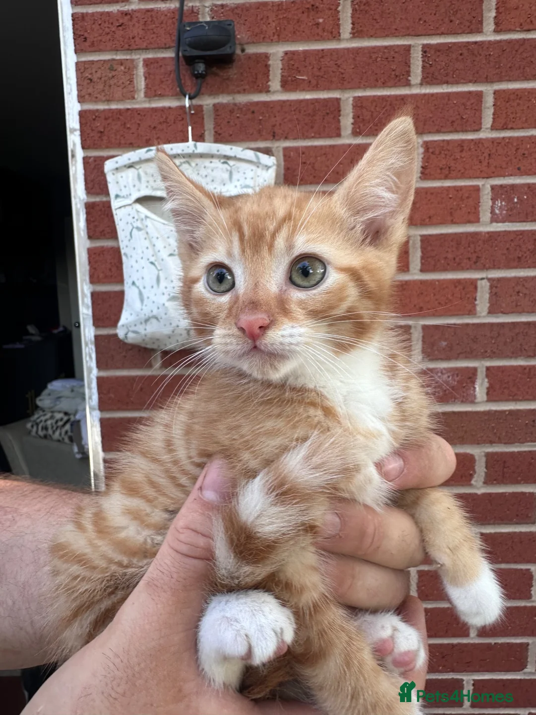 Mixed Breed cats for sale: Kittens    in Derby - Advert 1
