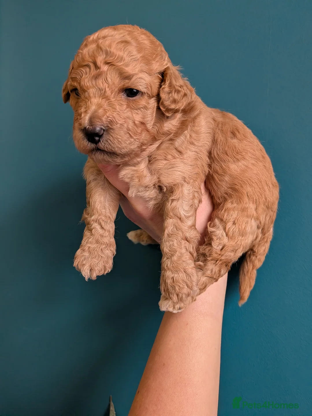 Lhasapoo dogs for sale: 4 gorgeous male lhasapoo puppies  - Advert 3