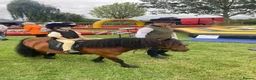 Shetland pony horses for sale: Child’s best friend  in Burton-on-Trent - Advert 12