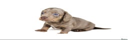 Miniature Dachshund dogs for sale: Miniature dachshunds  - Advert 2