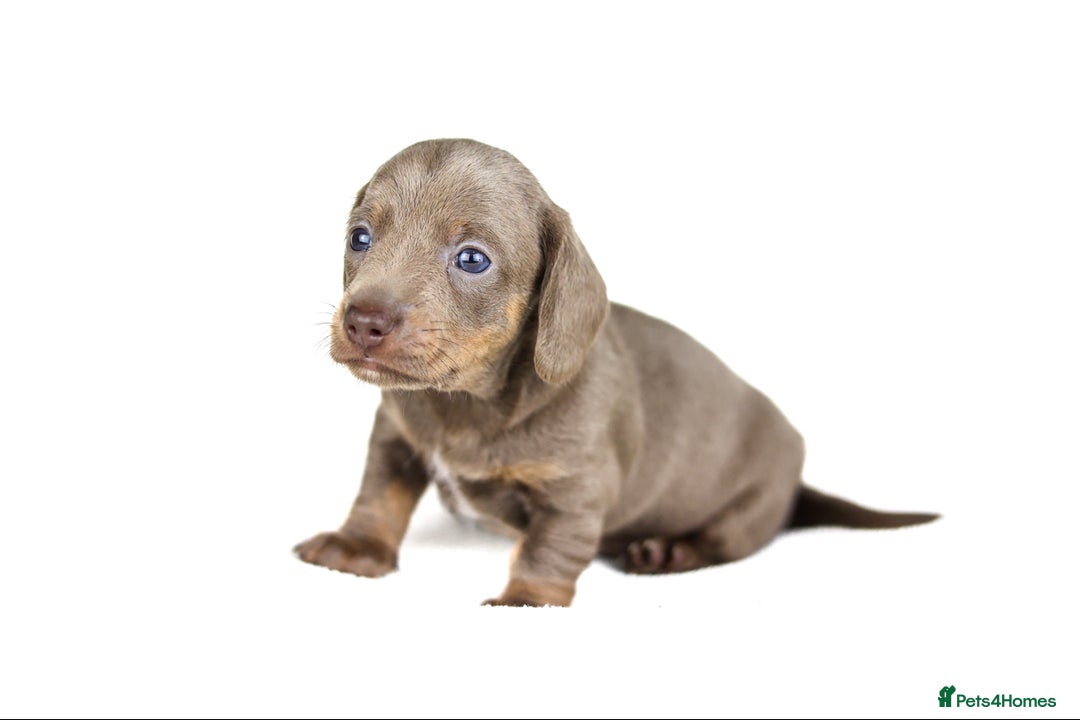 Miniature Dachshund dogs for sale: Miniature dachshunds  - Advert 2