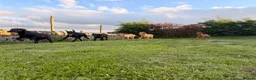 Labrador Retriever dogs for sale: Ready now Labrador puppies  - Advert 13
