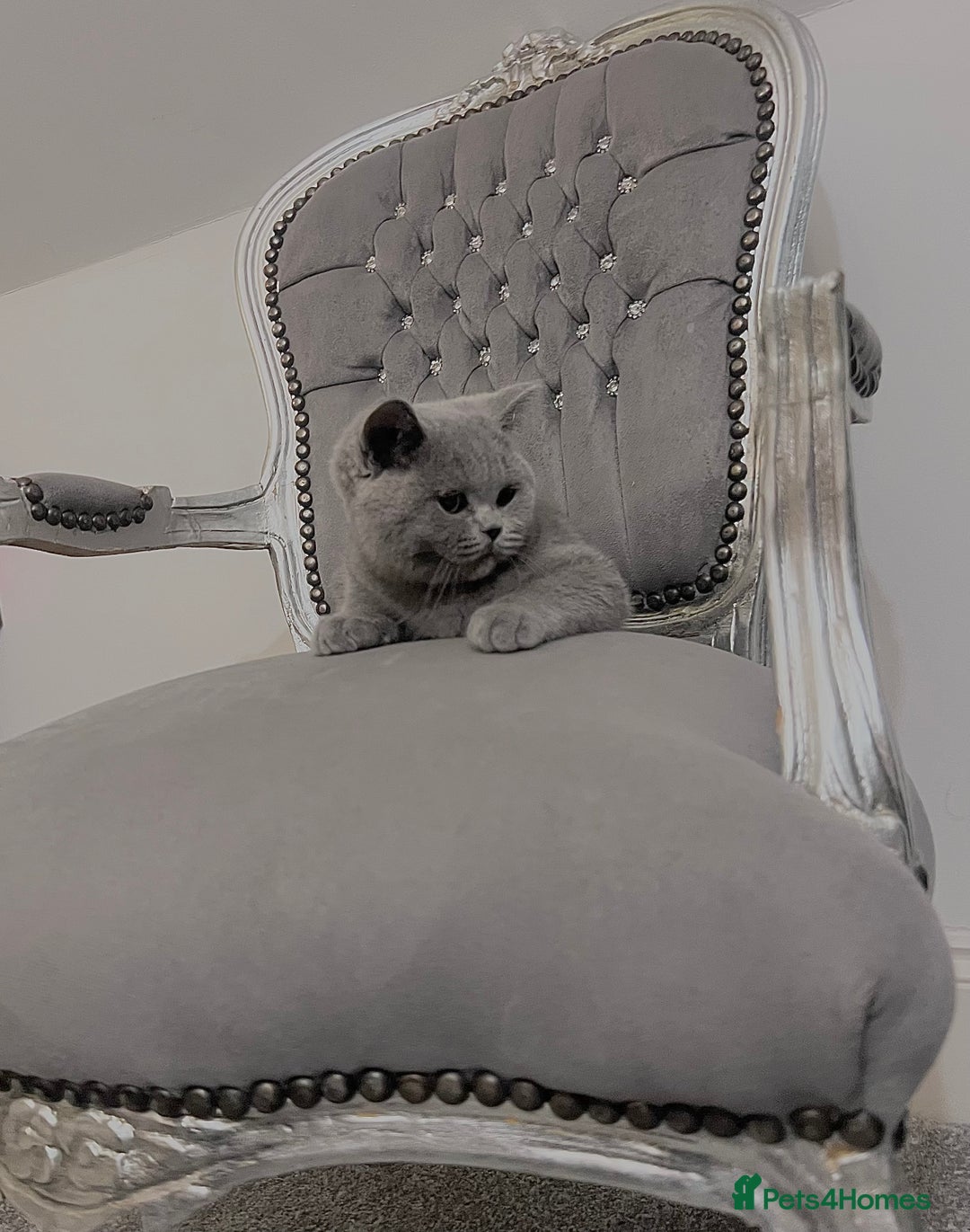 British Shorthair cats for sale: British blue shorthaired male & female kitten - Image 6