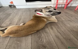 Mixed Breed dogs for sale: American bull dog x Staffordshire bull terrier  - Image 1