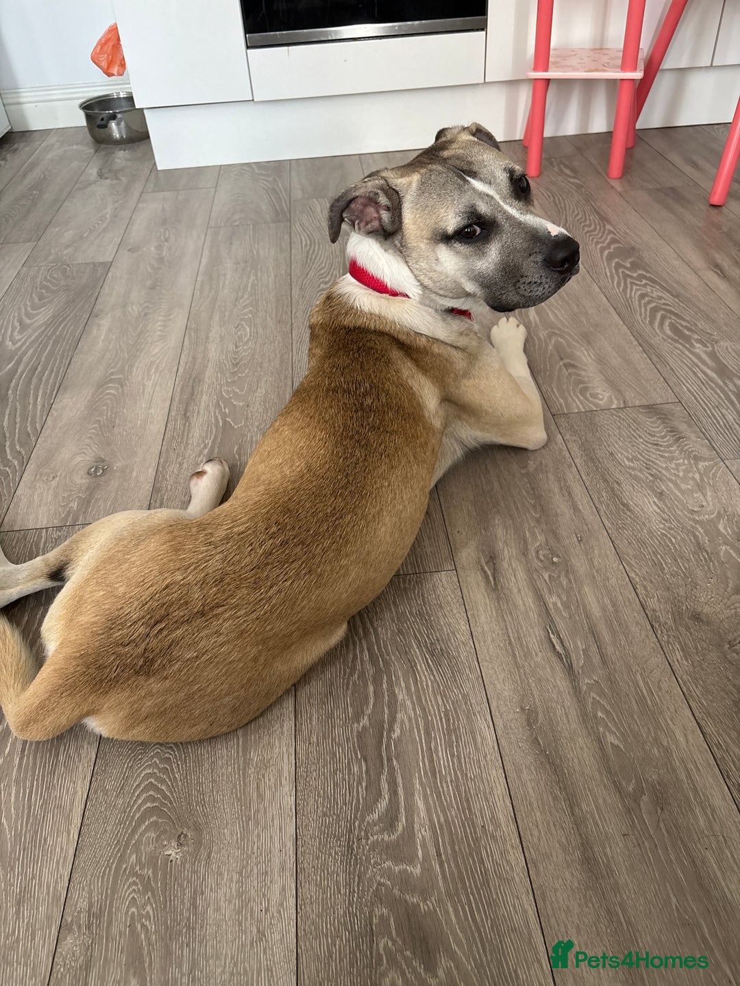Mixed Breed dogs for sale: American bull dog x Staffordshire bull terrier  - Image 1