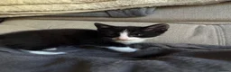 Mixed Breed cats for sale: 4 beautiful kittens born on mothers day in Basingstoke - Advert 4