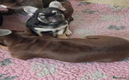 French Bulldog dogs for sale: *LAST2* Fluffy french bulldog puppies - Image 5