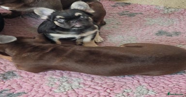 French Bulldog dogs - Advert 16