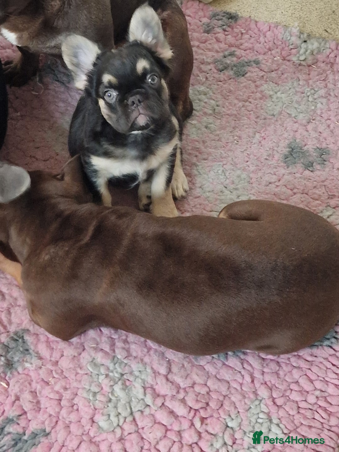 French Bulldog dogs for sale: *LAST2* Fluffy french bulldog puppies - Image 5