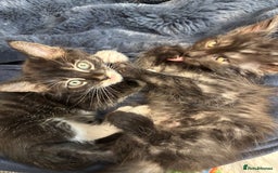Maine Coon cats for sale: Super friendly fluffy Maine coon X Bengal kittens - Image 9