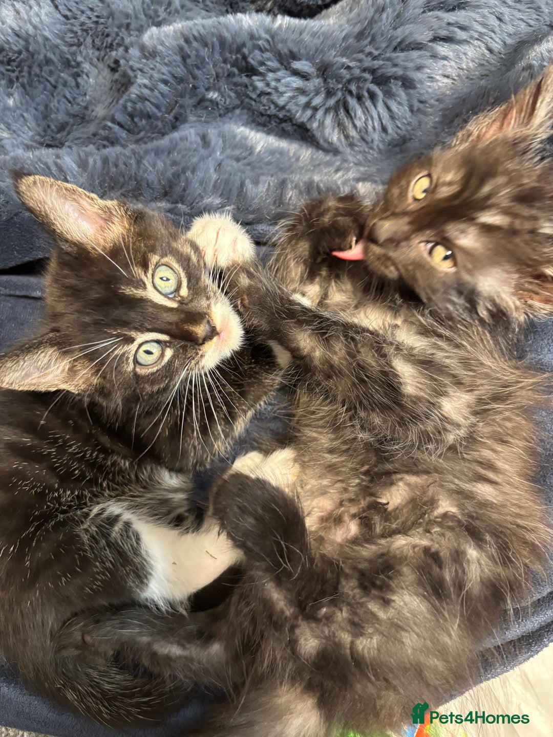 Maine Coon cats for sale: Super friendly fluffy Maine coon X Bengal kittens - Image 9