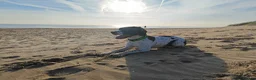 English Springer Spaniel dogs for stud: Hugo - Champion Lineage Springer Spaniel for Stud - Advert 3