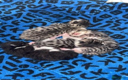 Bengal cats for sale: Bengal babies looking for a new home - Image 1