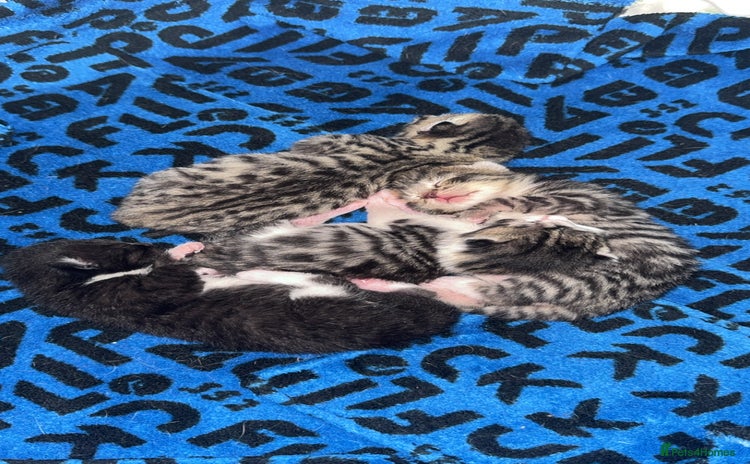 Bengal cats - Advert 14