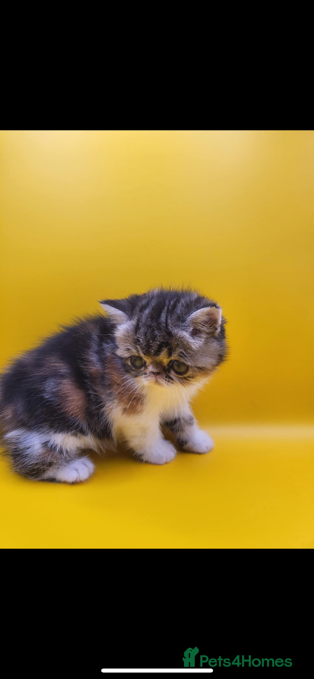 Exotic cats for sale: Exotic kittens  - Advert 10