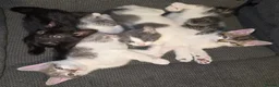 Mixed Breed cats for sale: Constant - Advert 8