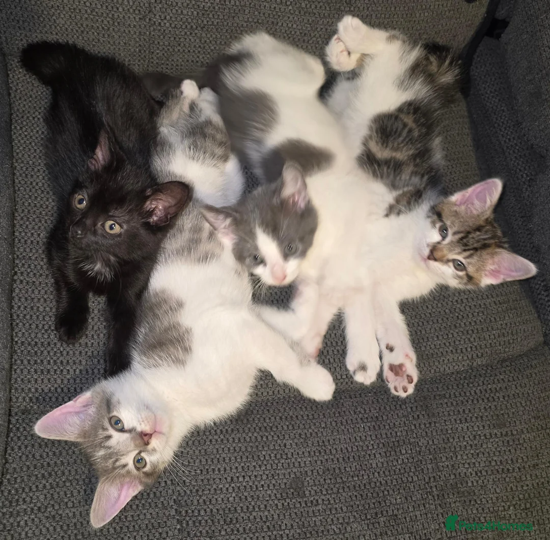 Mixed Breed cats for sale: Constant - Advert 8