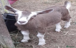Goats livestock for sale: Toggenburg Kid - Image 1