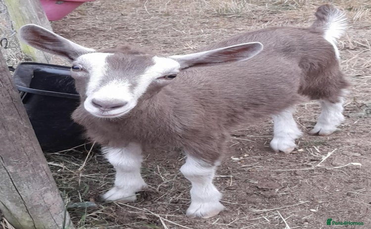 Goats livestock - Advert 3