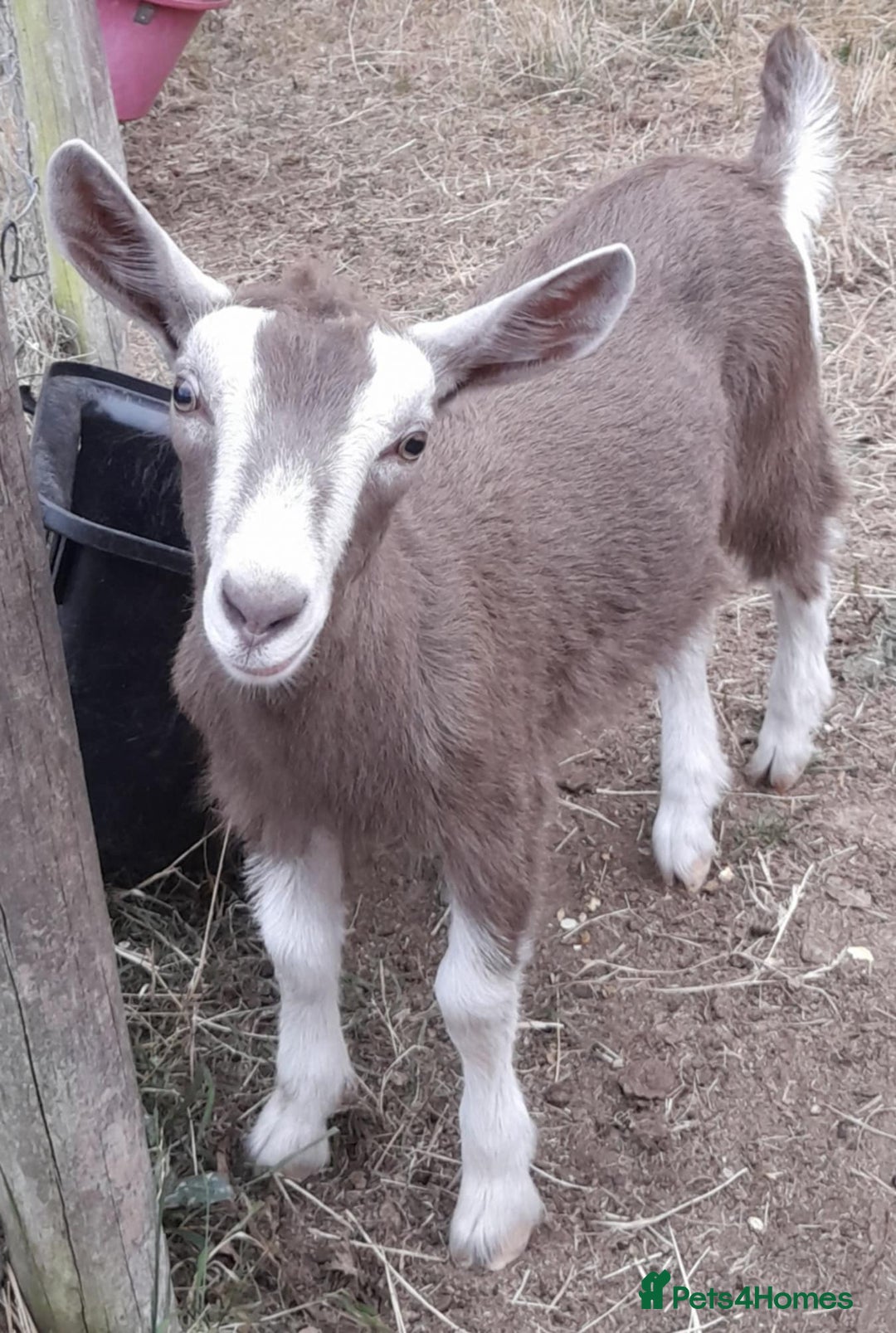Goats livestock for sale: Toggenburg Kid - Image 1