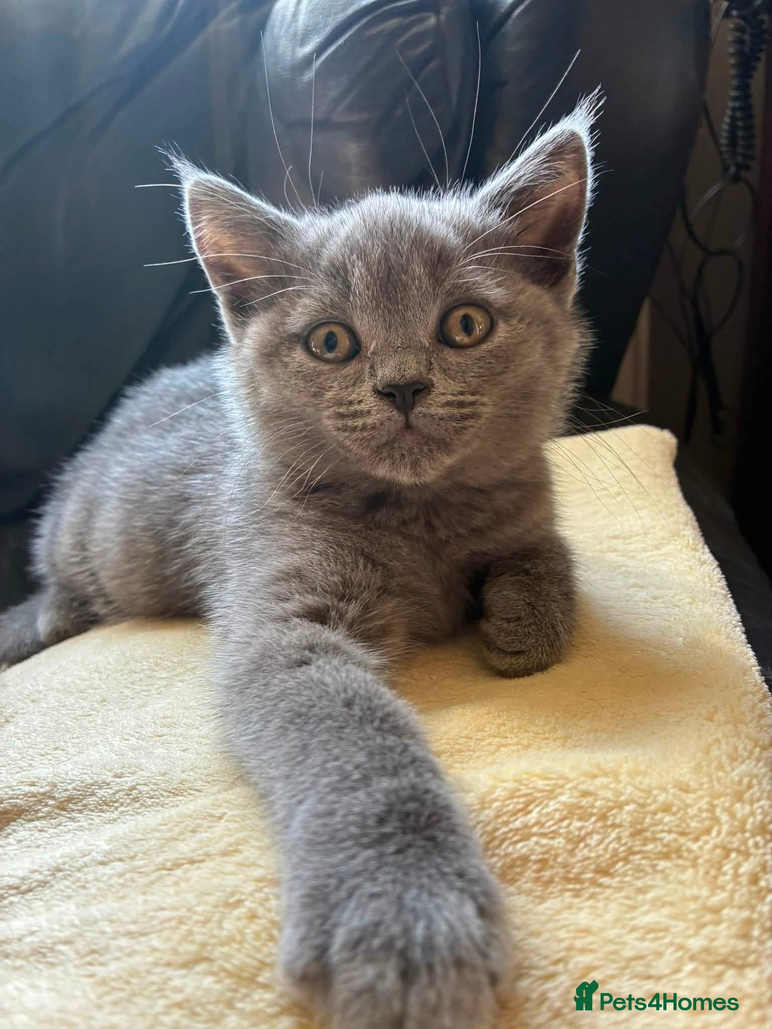 British Shorthair cats Ready now. 3 beautiful, well raised Blue BSH.  - Advert 18