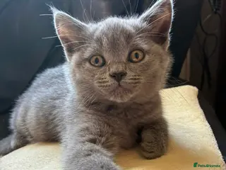 British Shorthair cats Ready now. 3 beautiful, well raised Blue BSH. - Advert 18