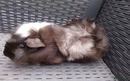 Guinea Pig rodents for sale: Choice of 3 retired sows  - Image 2