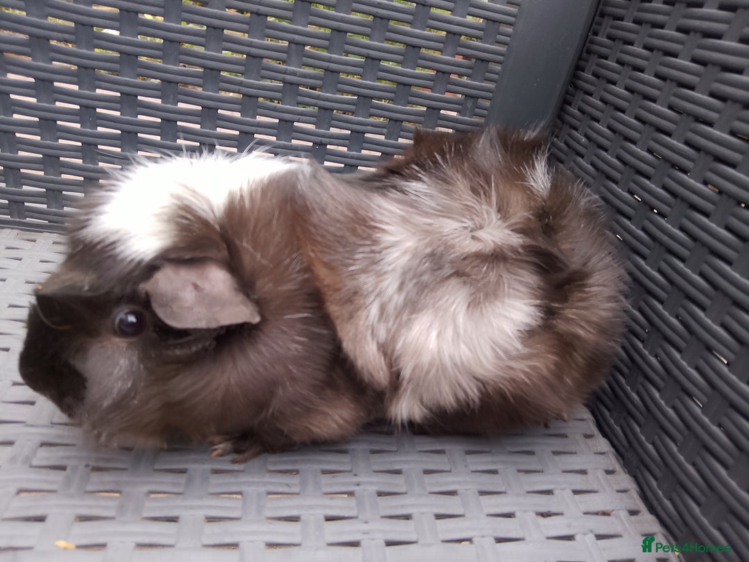 Guinea Pig rodents for sale: Choice of 3 retired sows  - Image 2