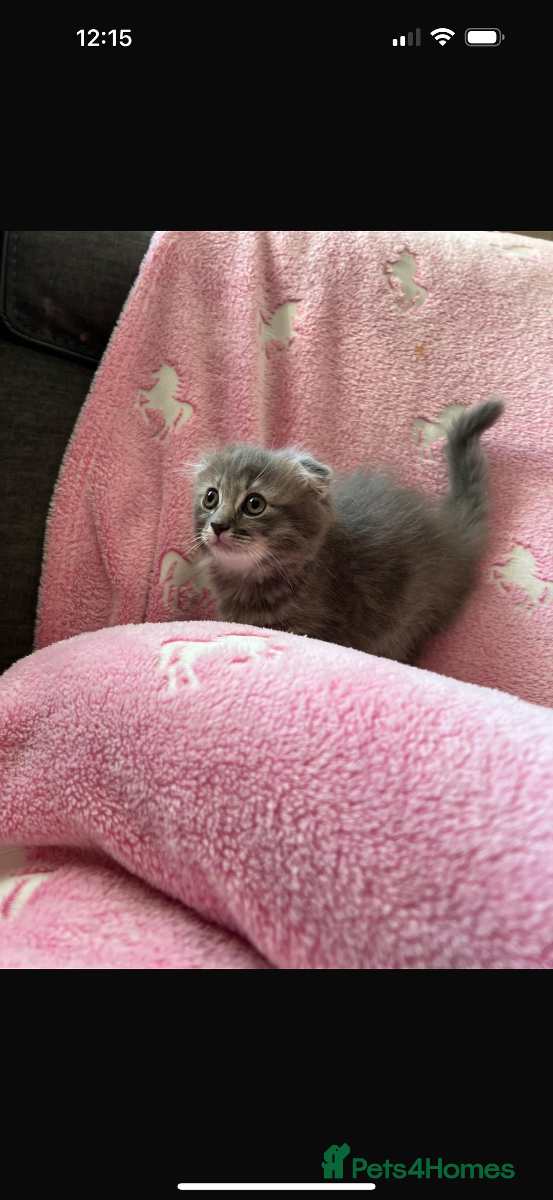 Mixed Breed cats for sale: Ragdoll X Scottish Fold  - Image 4